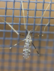 Erioptera