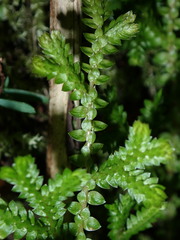 Selaginella remotifolia, photograph (c) chiuluan, some rights reserved (CC BY)