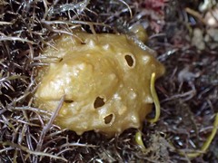 Colpomenia tuberculata