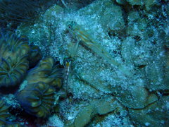 Coryphopterus eidolon