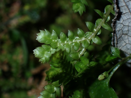 Selaginella remotifolia, photograph 6