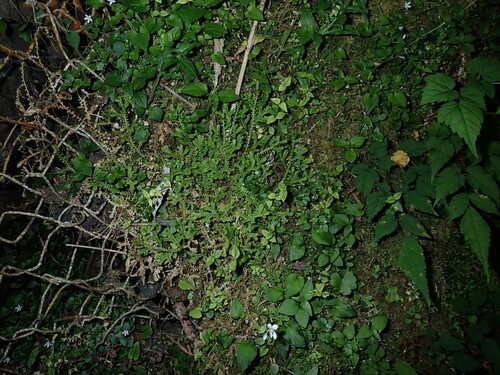Selaginella remotifolia, photograph 5