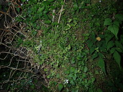 Selaginella remotifolia, photograph (c) chiuluan, some rights reserved (CC BY)