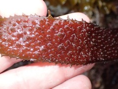 Chondracanthus