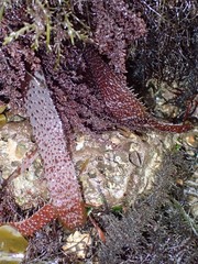 Chondracanthus