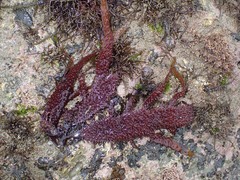 Chondracanthus