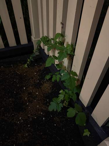 eastern poison ivy