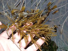 Stephanocystis