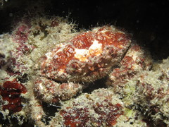 Pilumnus