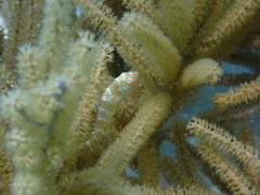 Xyrichtys splendens