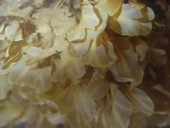 Dictyopteris undulata