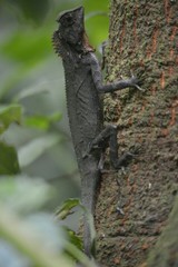 Gonocephalus kuhlii