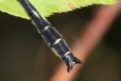Phanogomphus descriptus