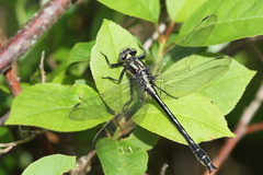 Phanogomphus descriptus