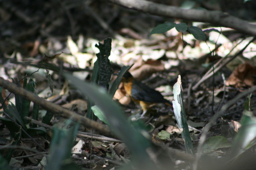 iNaturalist image