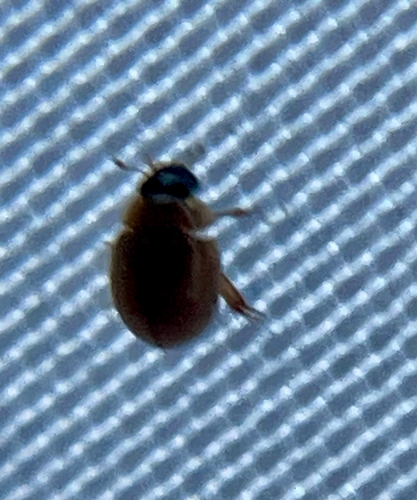 Water Scavenger Beetles