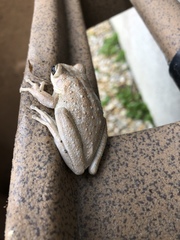 Osteopilus septentrionalis