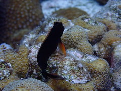 Ophioblennius macclurei