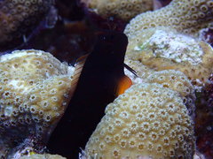 Ophioblennius macclurei