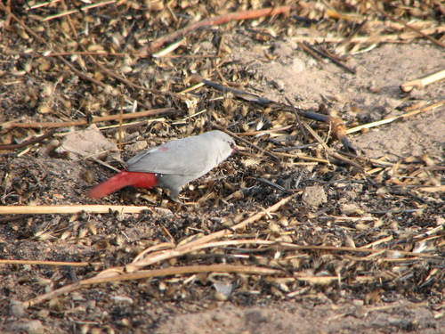 iNaturalist image