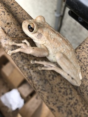 Osteopilus septentrionalis