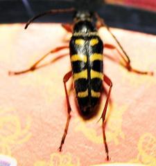 Typocerus sparsus