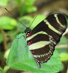 Heliconius charithonia simulator