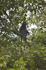 Trachypithecus mauritius