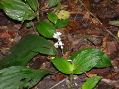 Calanthe zollingeri
