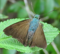 Astraptes jaira