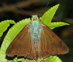 Astraptes jaira