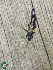Sarcinatrix quadrimaculata