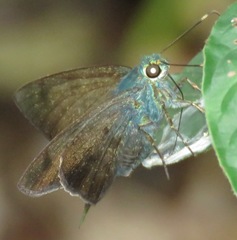 Astraptes jaira