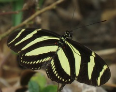 Heliconius charithonia simulator