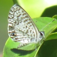 Leptotes cassius theonus
