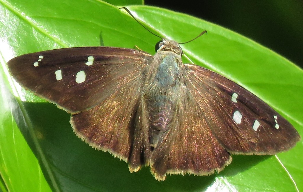 Jamaican Hammock Skipper