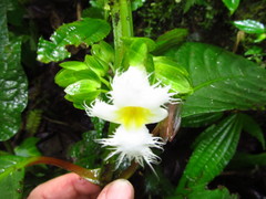 Drymonia brochidodroma