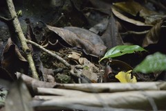 Microhyla achatina