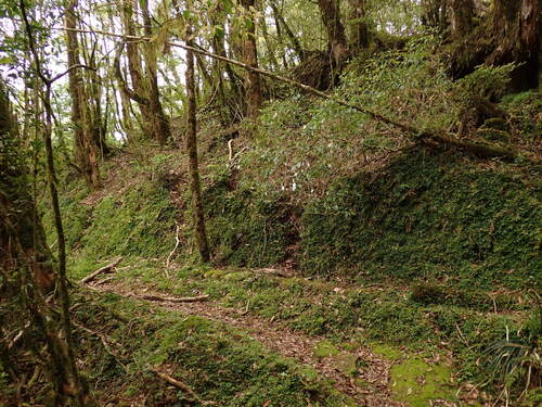 Barthea barthei, photograph 6
