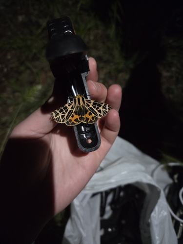 iNaturalist observation photo of Ornate Tiger Moth