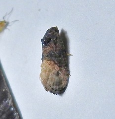 Ecdytolopha
