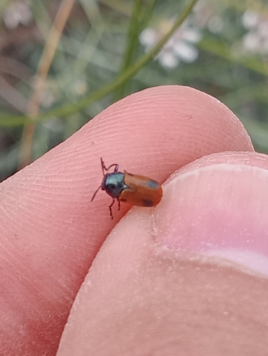 Labidostomis ghilianii