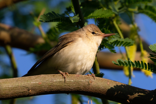 Basra Reed Warbler (Acrocephalus griseldis), photo 7