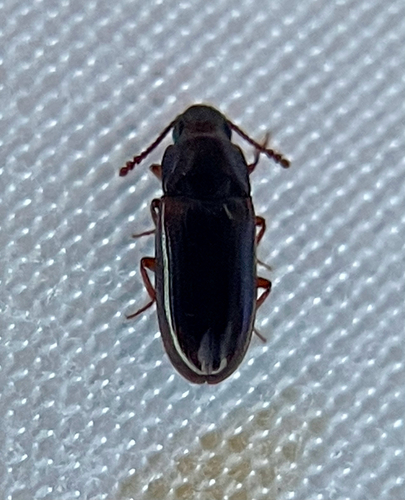 Pharaxonotha, 2026-04-25