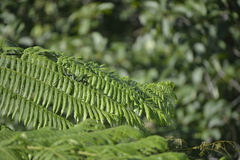 Bronchocela jubata