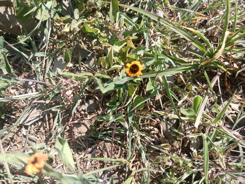 Sanvitalia procumbens, photograph 4