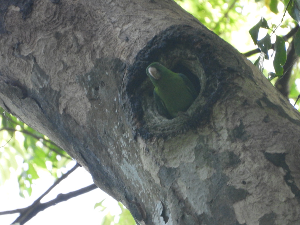 Betet-kelapa punggung-biru (Tanygnathus sumatranus)
