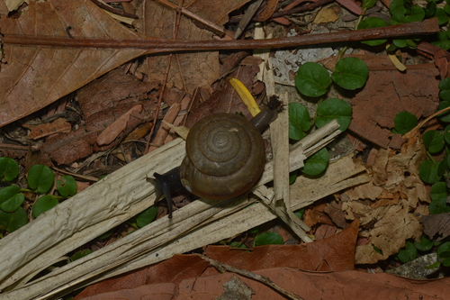 Sarika siamensis