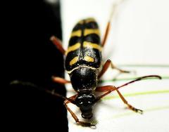 Typocerus sparsus