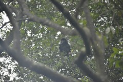 Trachypithecus mauritius